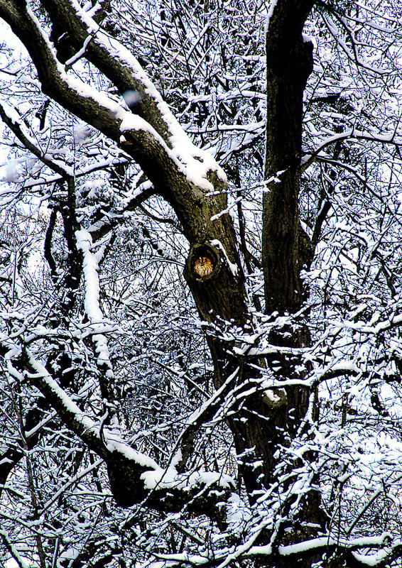 Freund Kauz vor Aufnahme des Winterschlafes 2006