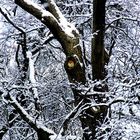 Freund Kauz vor Aufnahme des Winterschlafes 2006