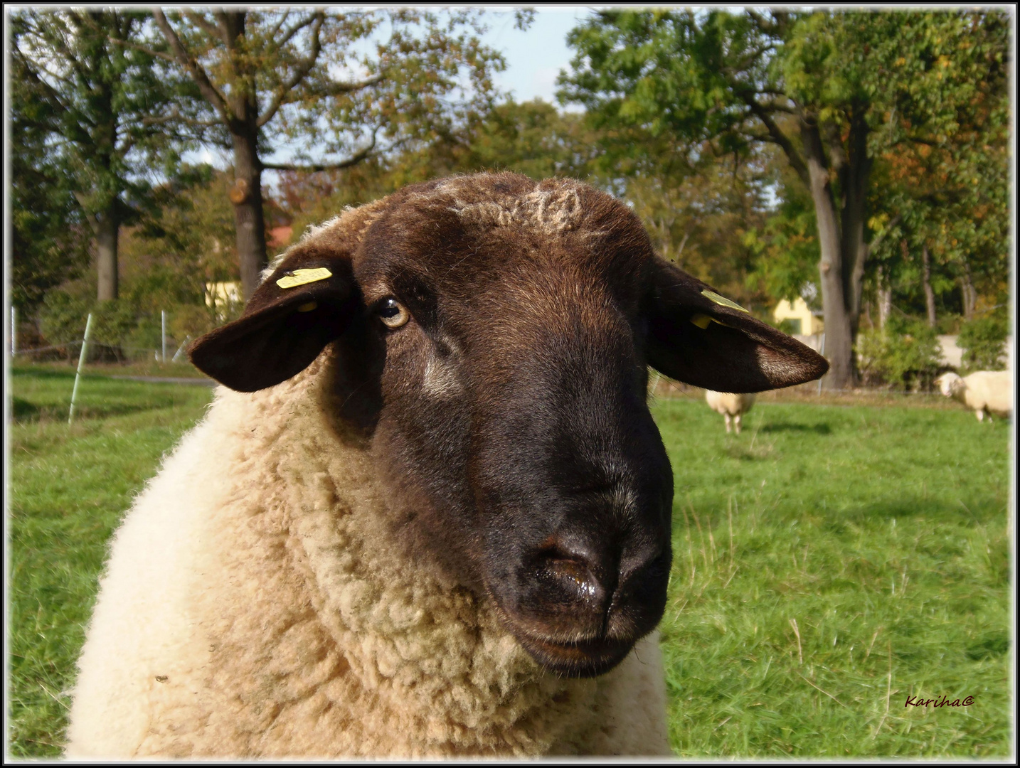 Freund, kein Fleisch!