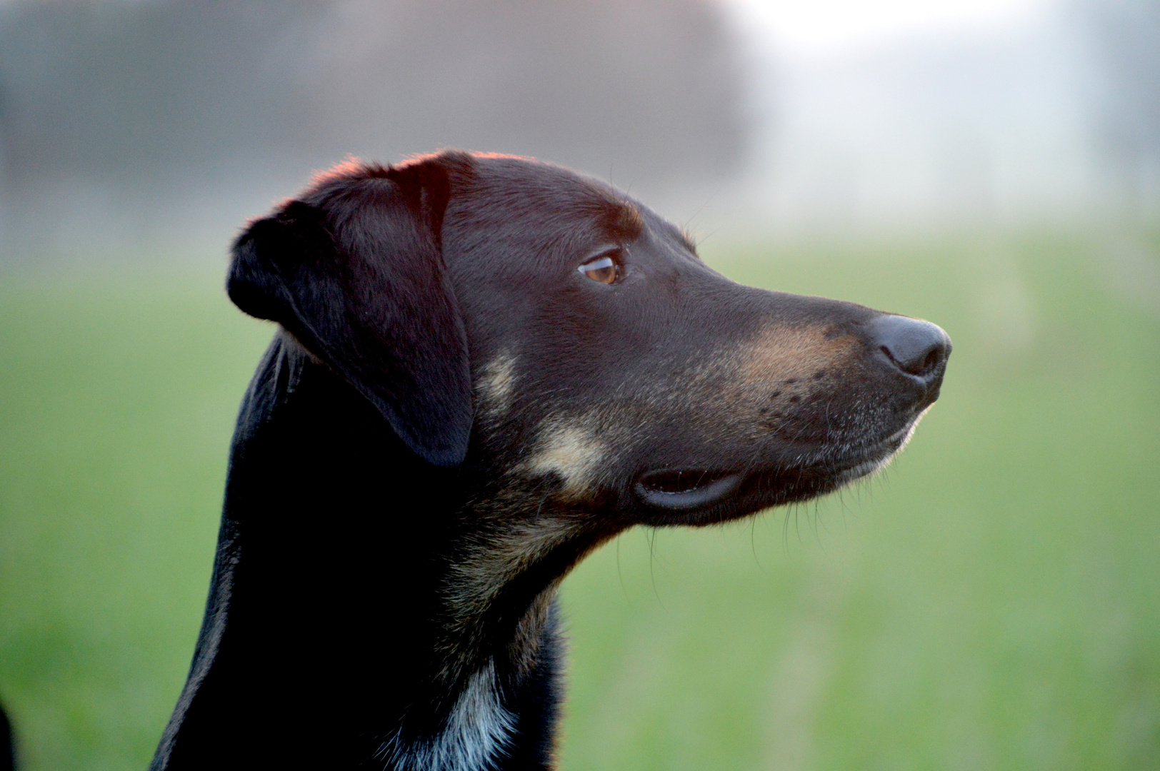 Freund von Emma - Milo - Windhund , Dobermann, KDL -Hund