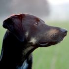Freund von Emma - Milo - Windhund , Dobermann, KDL -Hund