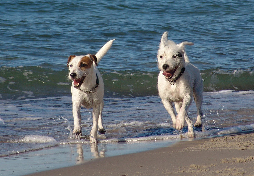 Freu(n)de am Strand