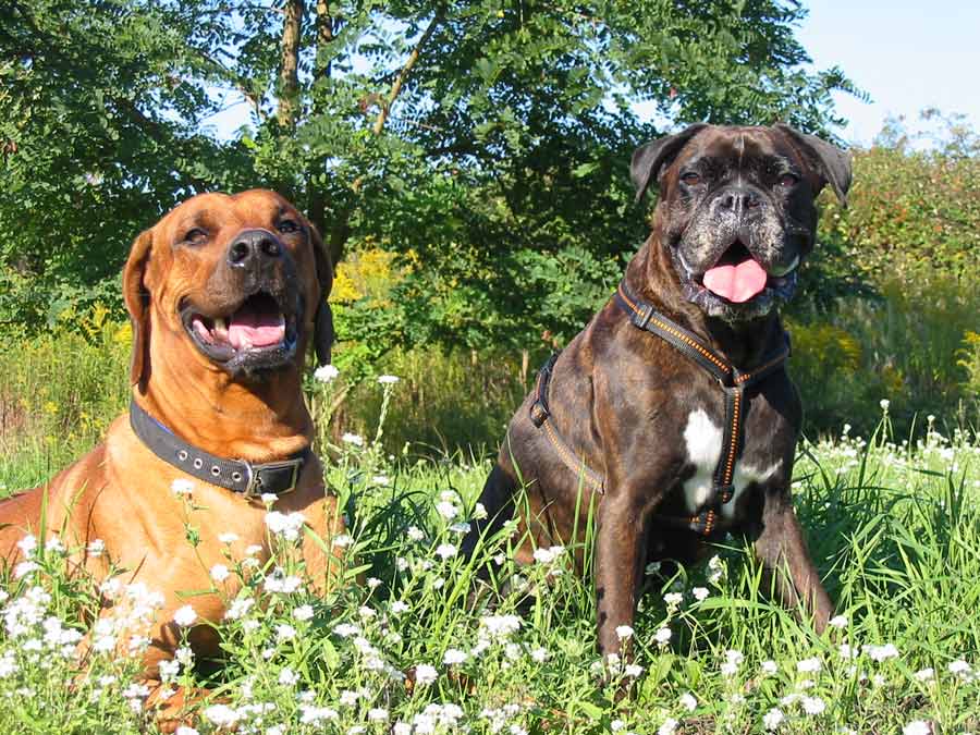 Freunde beim Picknick