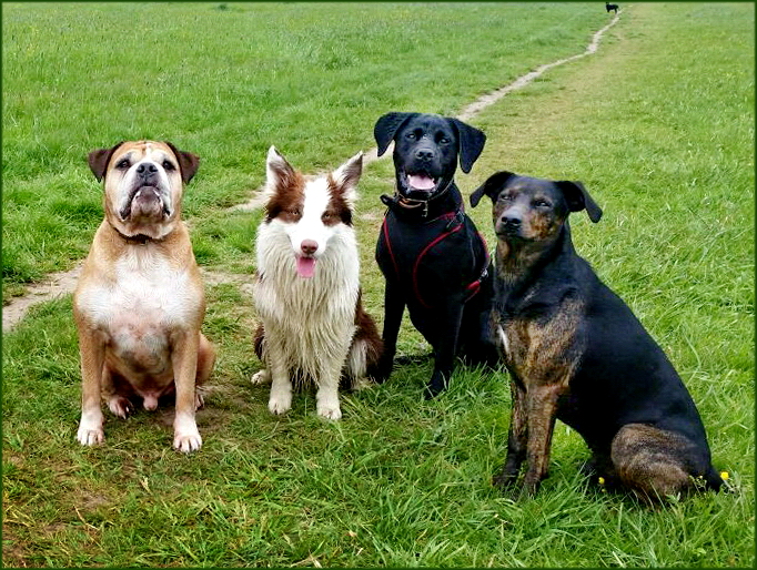 Freunde beim Spaziergang an der Elbe 