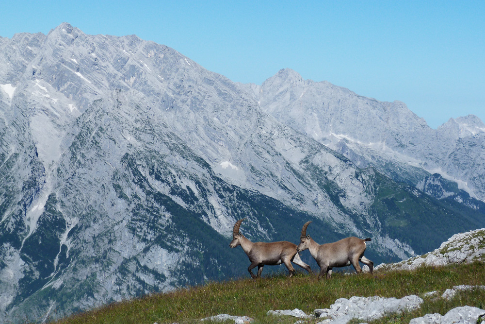 Freunde der Berge