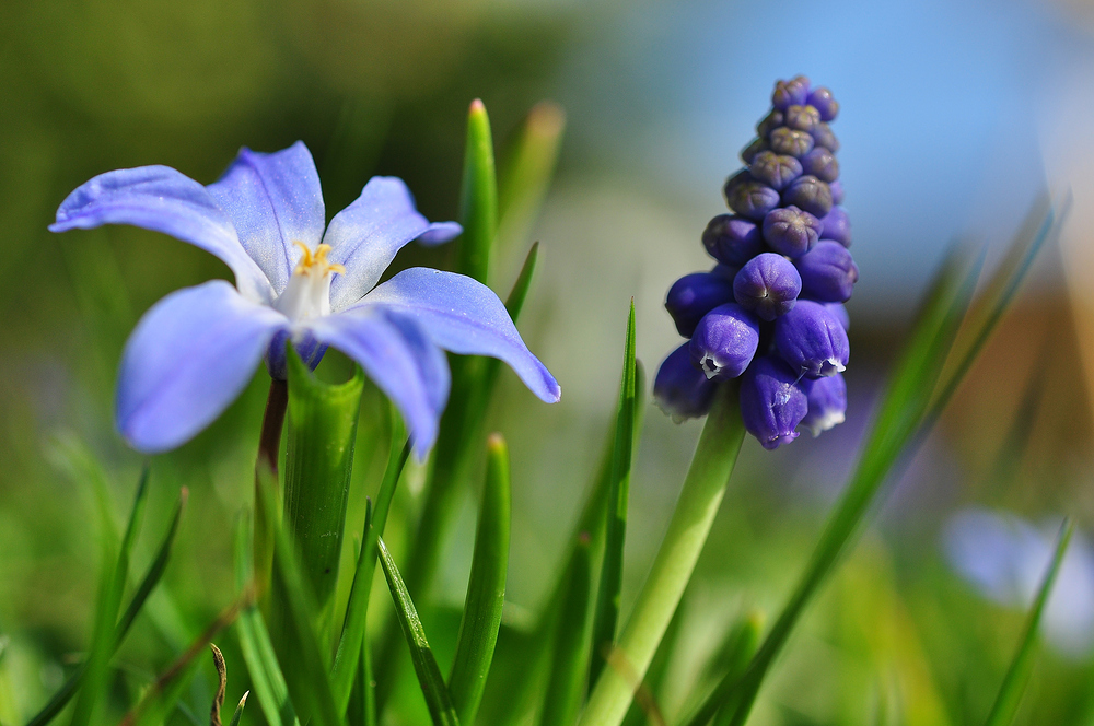 Freunde für einen Frühling..............