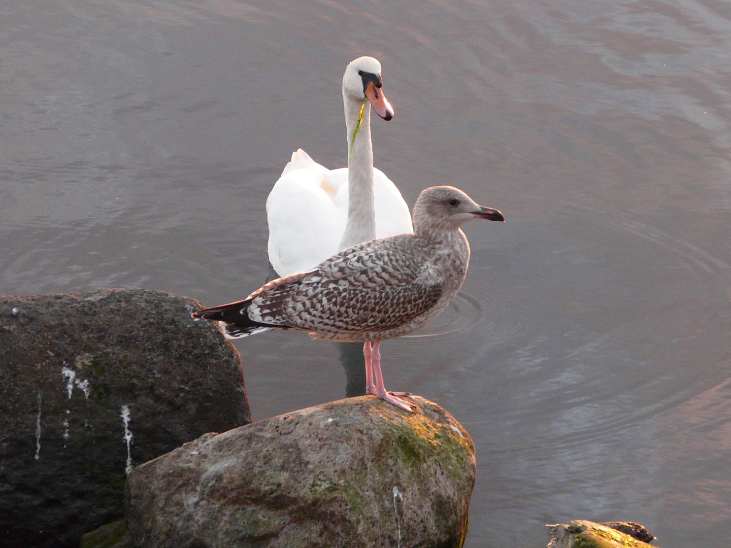 Freunde für's Leben - Stolzer Schwan und Ringschnabelmöwe