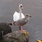 Freunde für's Leben - Stolzer Schwan und Ringschnabelmöwe