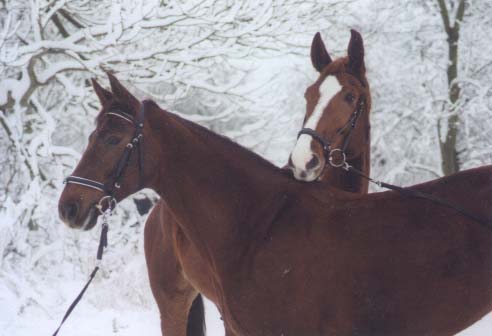 Freunde im Schnee