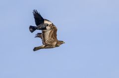 "FREUNDE"?  - nie und nimmer sag ich