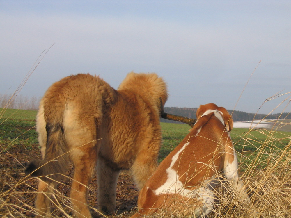 Freunde teilen alles Foto & Bild tiere, haustiere, hunde Bilder auf