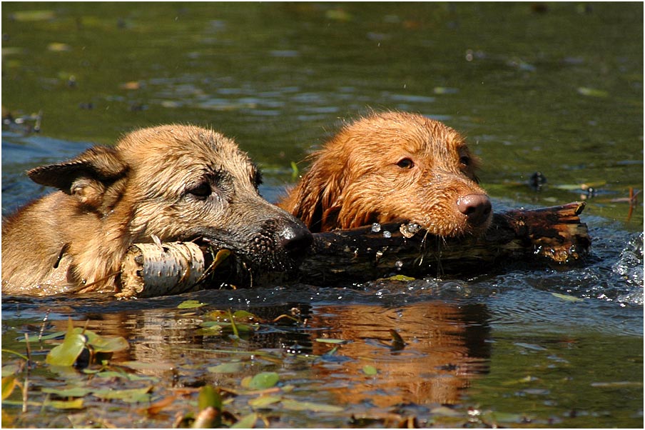 Freunde teilen alles Foto & Bild tiere, haustiere, hunde Bilder auf