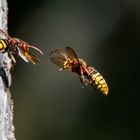 Freundliche Begrüßung bei den Hornissen