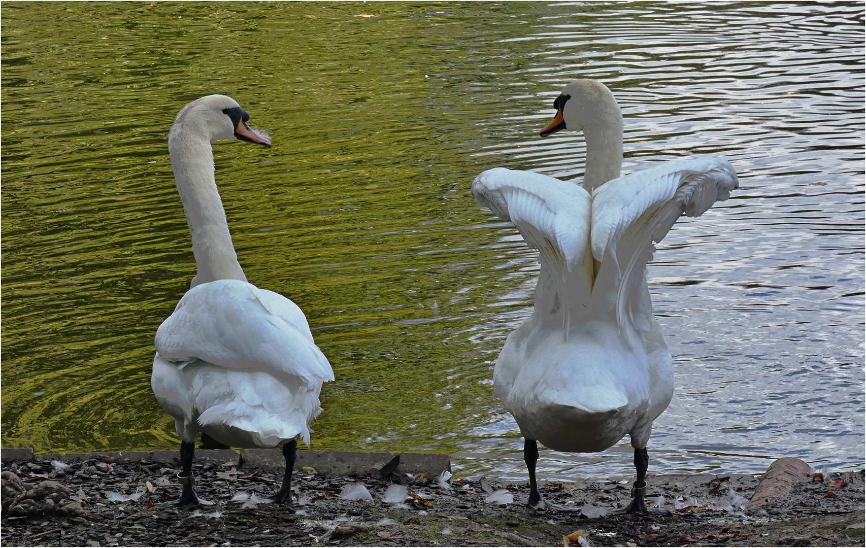 Freundliche Blicke :-))) Foto &amp; Bild | natur, tiere, vögel Bilder auf ...