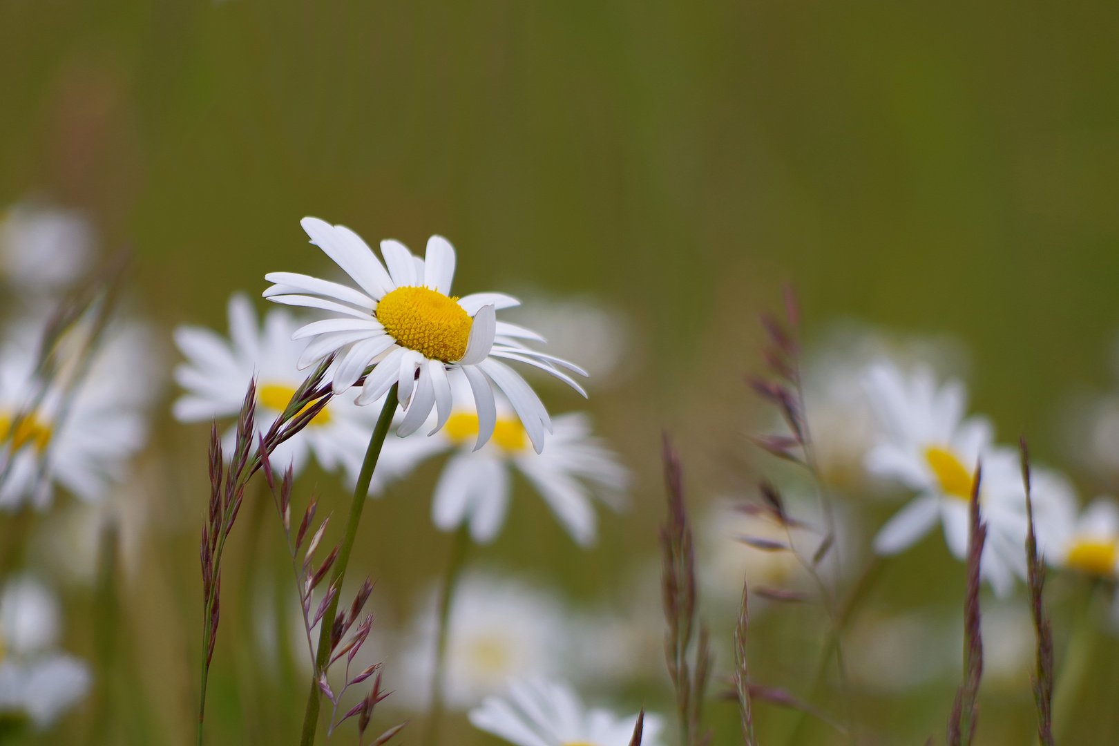 freundliche Blümchen