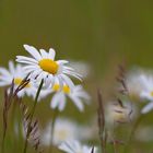 freundliche Blümchen