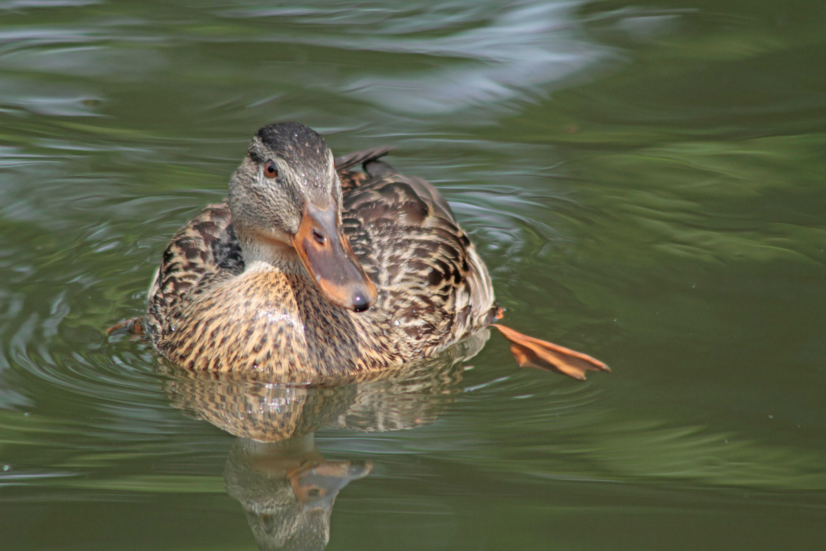 Freundliche Ente