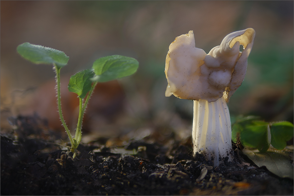 freundliche Herbstlorchel