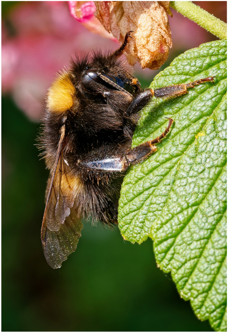 Freundliche Hummel...