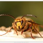 Freundliche Insekten ....