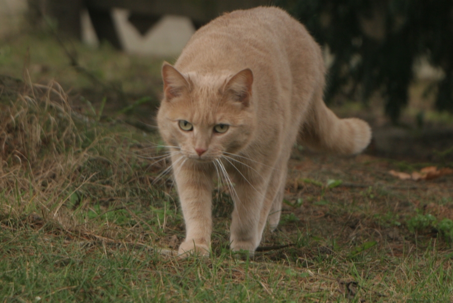 Freundliche Katze