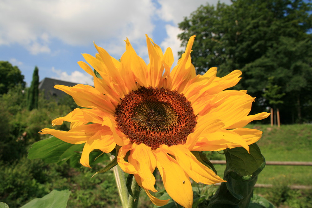 Freundliche Sonnenblume