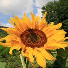 Freundliche Sonnenblume