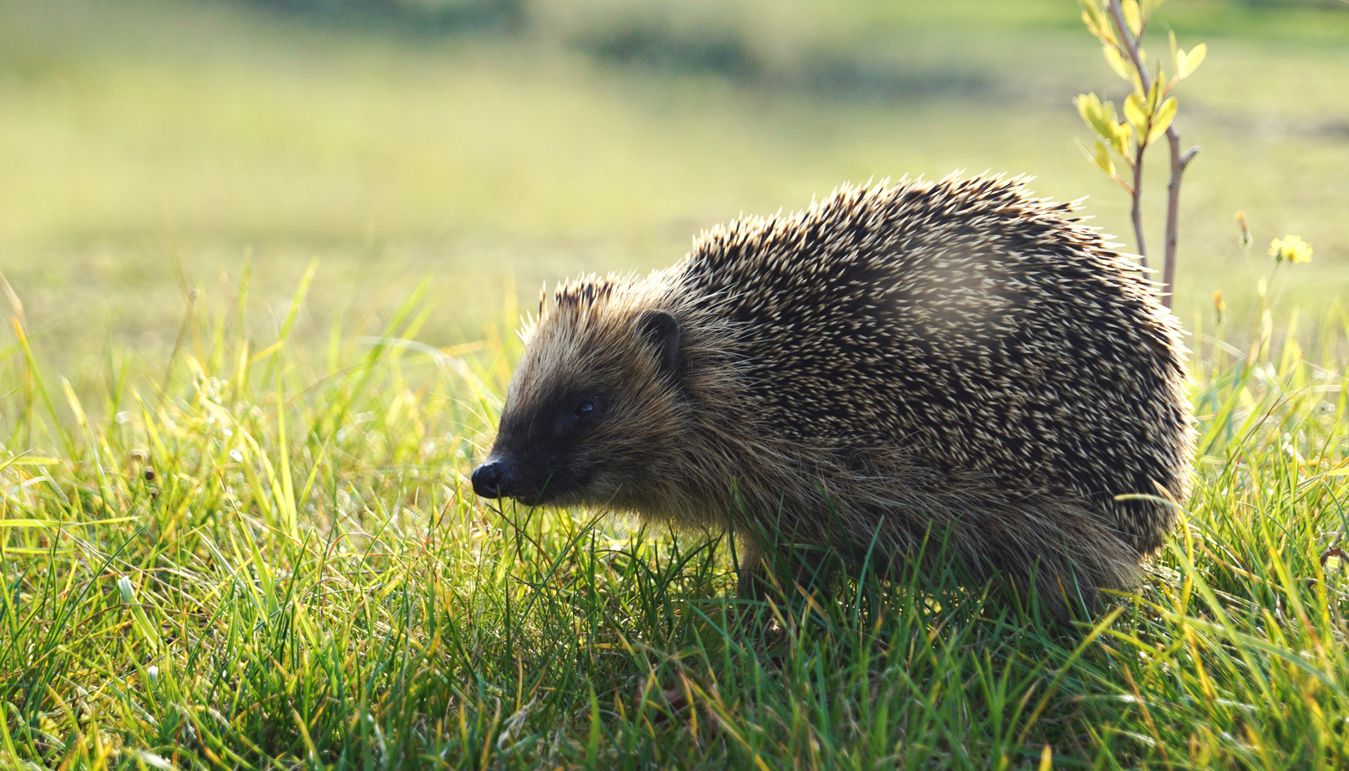 ..freundlicher besuch...