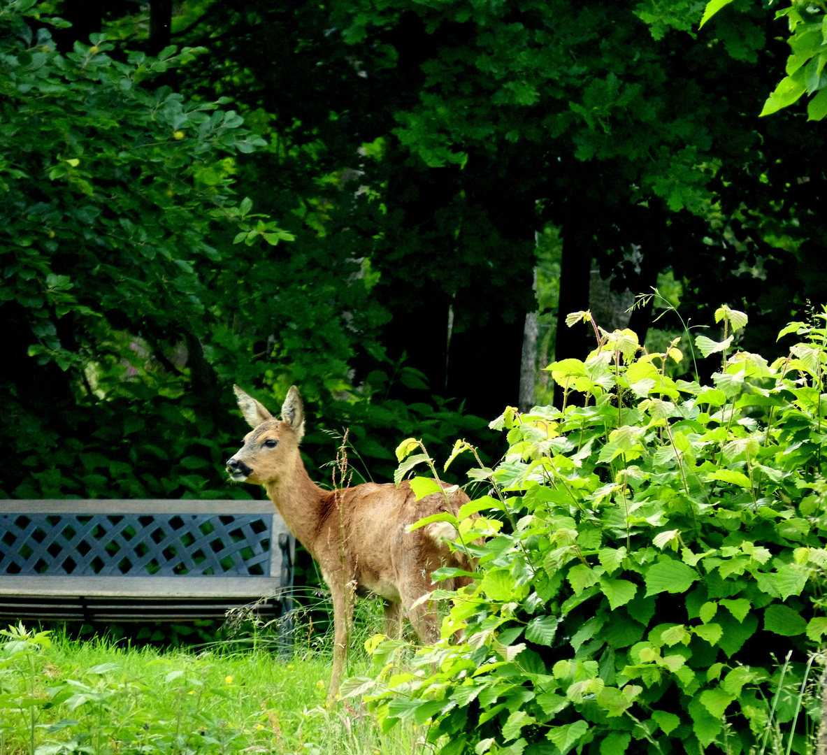 freundlicher Besuch im Garten