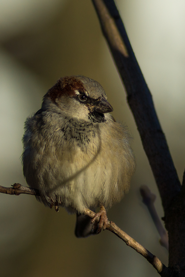 freundlicher Domesticus