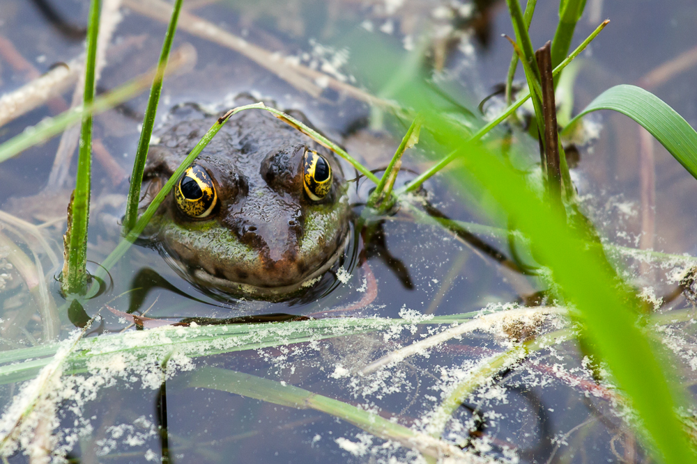 Freundlicher Frosch