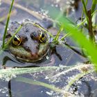 Freundlicher Frosch