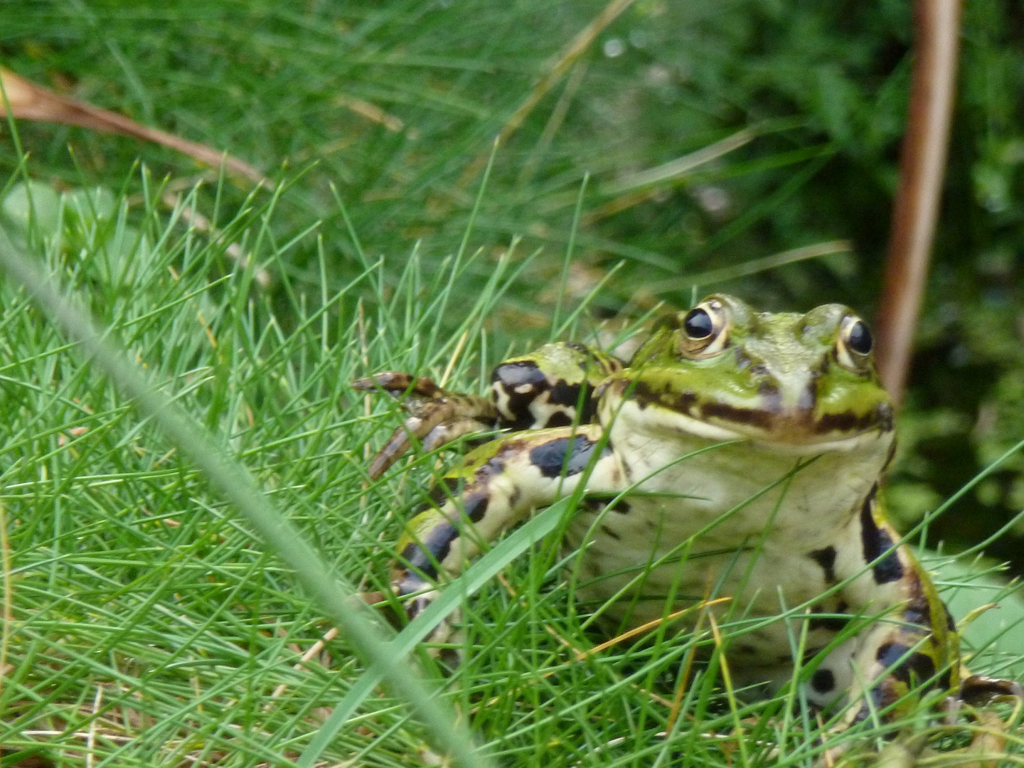 Freundlicher Frosch in Bremen