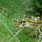 Freundlicher Frosch in Bremen