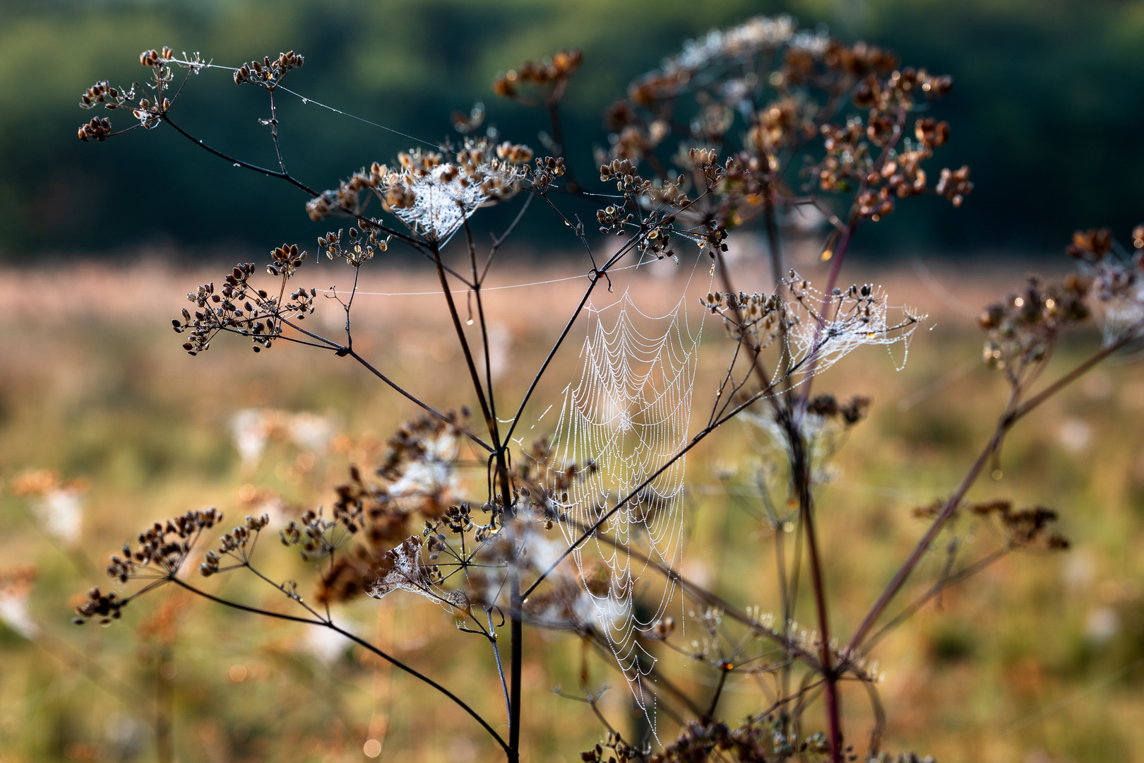 Freundlicher Herbst