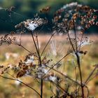 Freundlicher Herbst