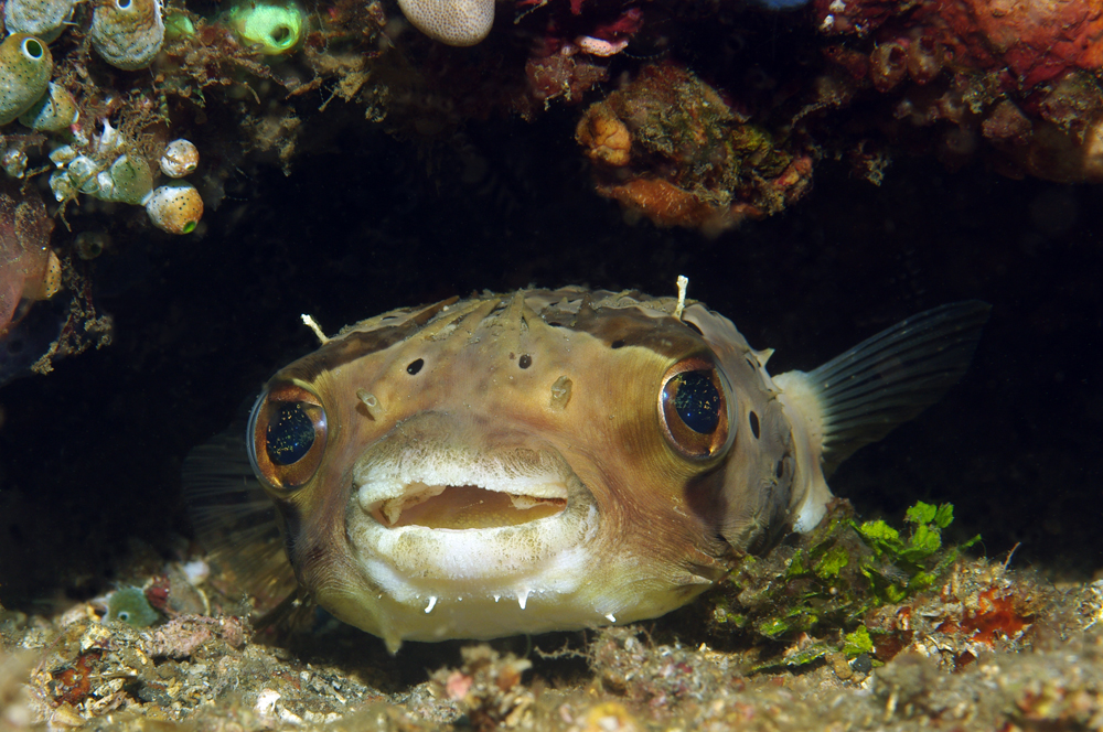 freundlicher Igelfisch