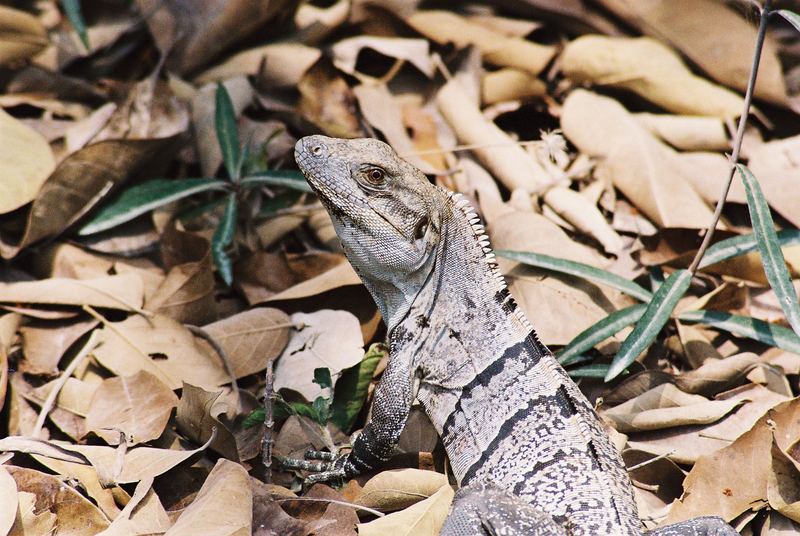 Freundlicher Leguan