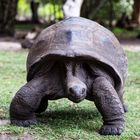 freundlicher rasenmäher auf dem weg zur arbeit