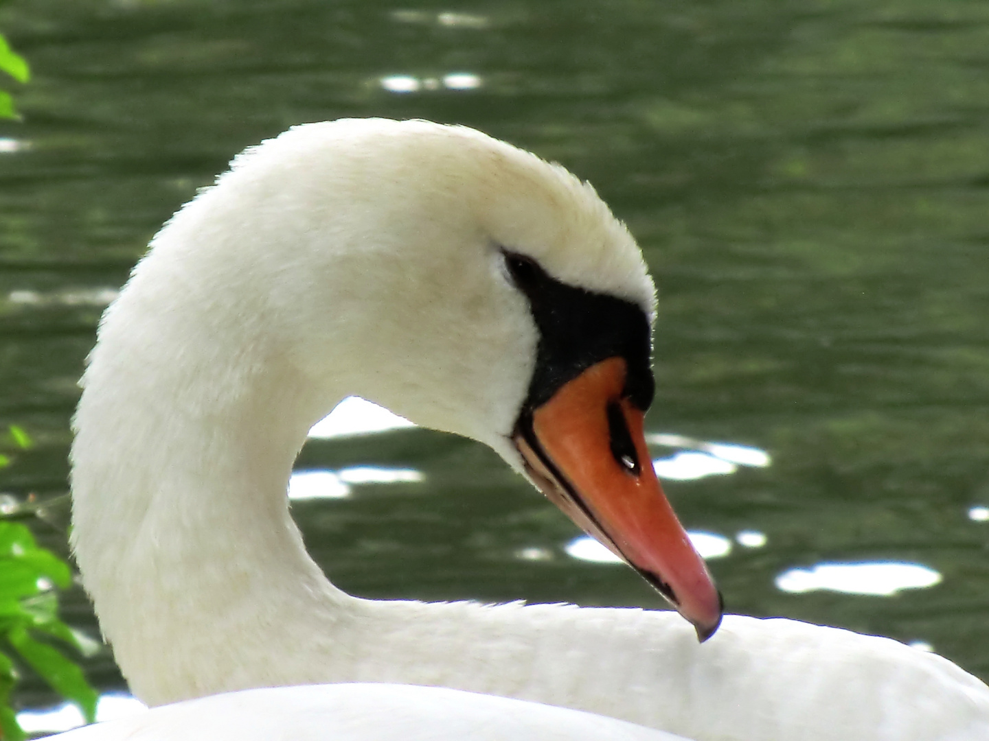 Freundlicher Schwan