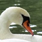 Freundlicher Schwan