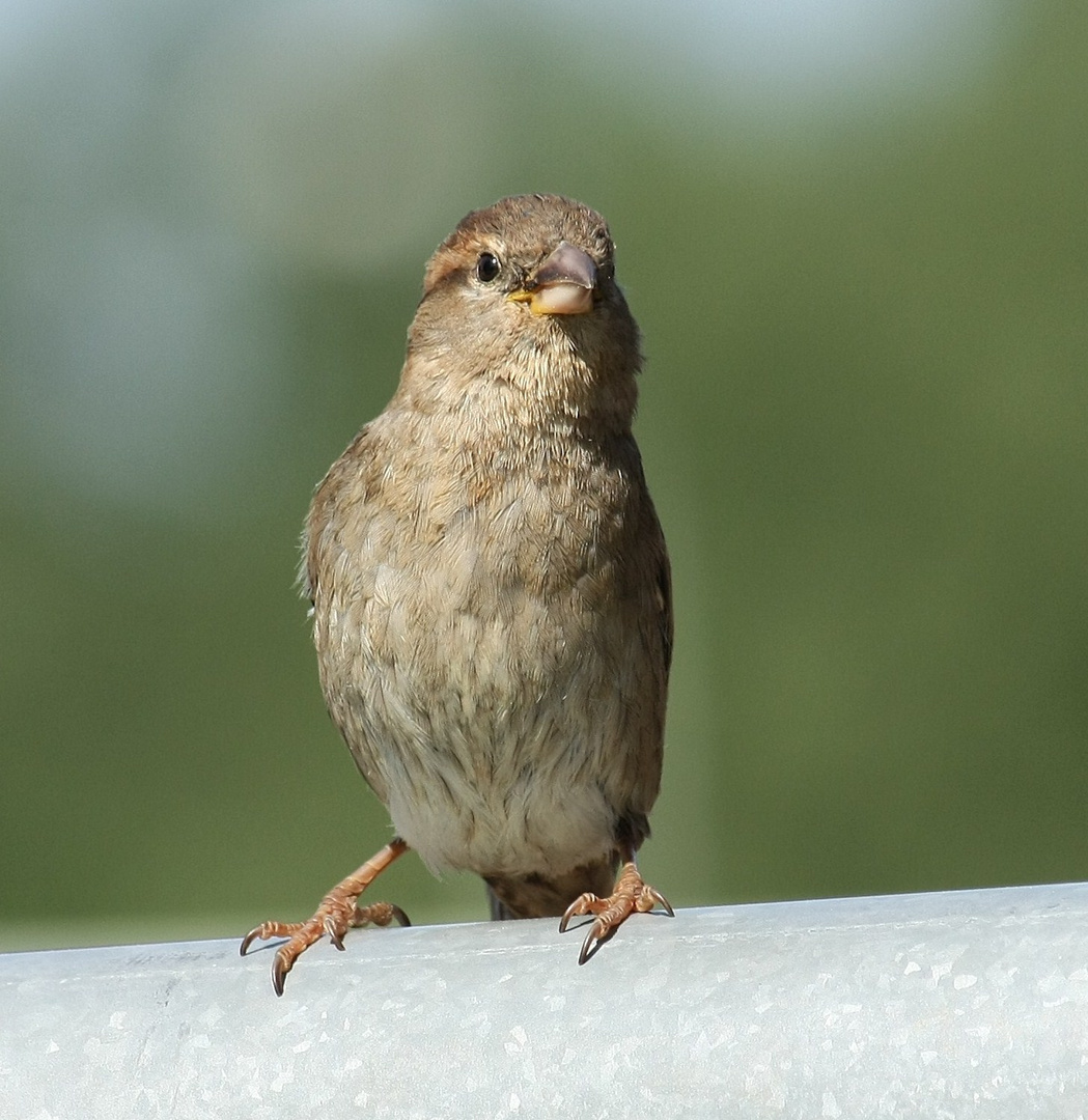 freundlicher Vogel