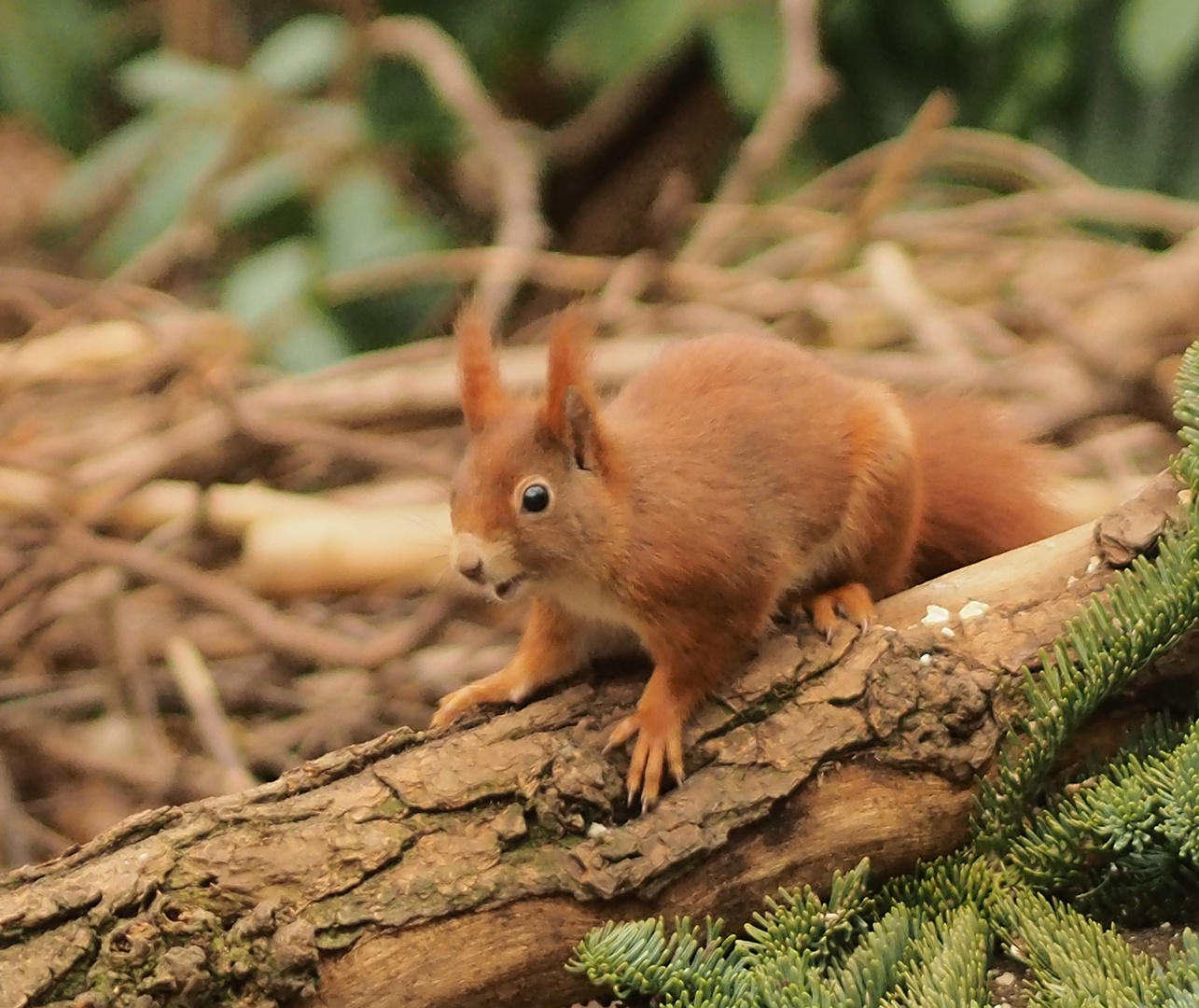 freundliches Eichhörnchen...