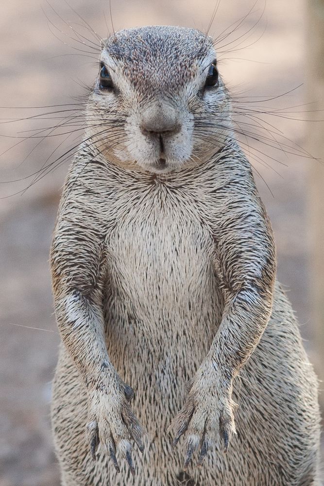 Freundliches Erdhörnchen