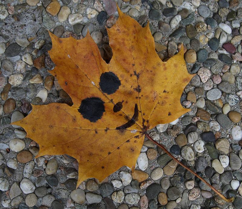 Freundliches Herbstblatt ;-)