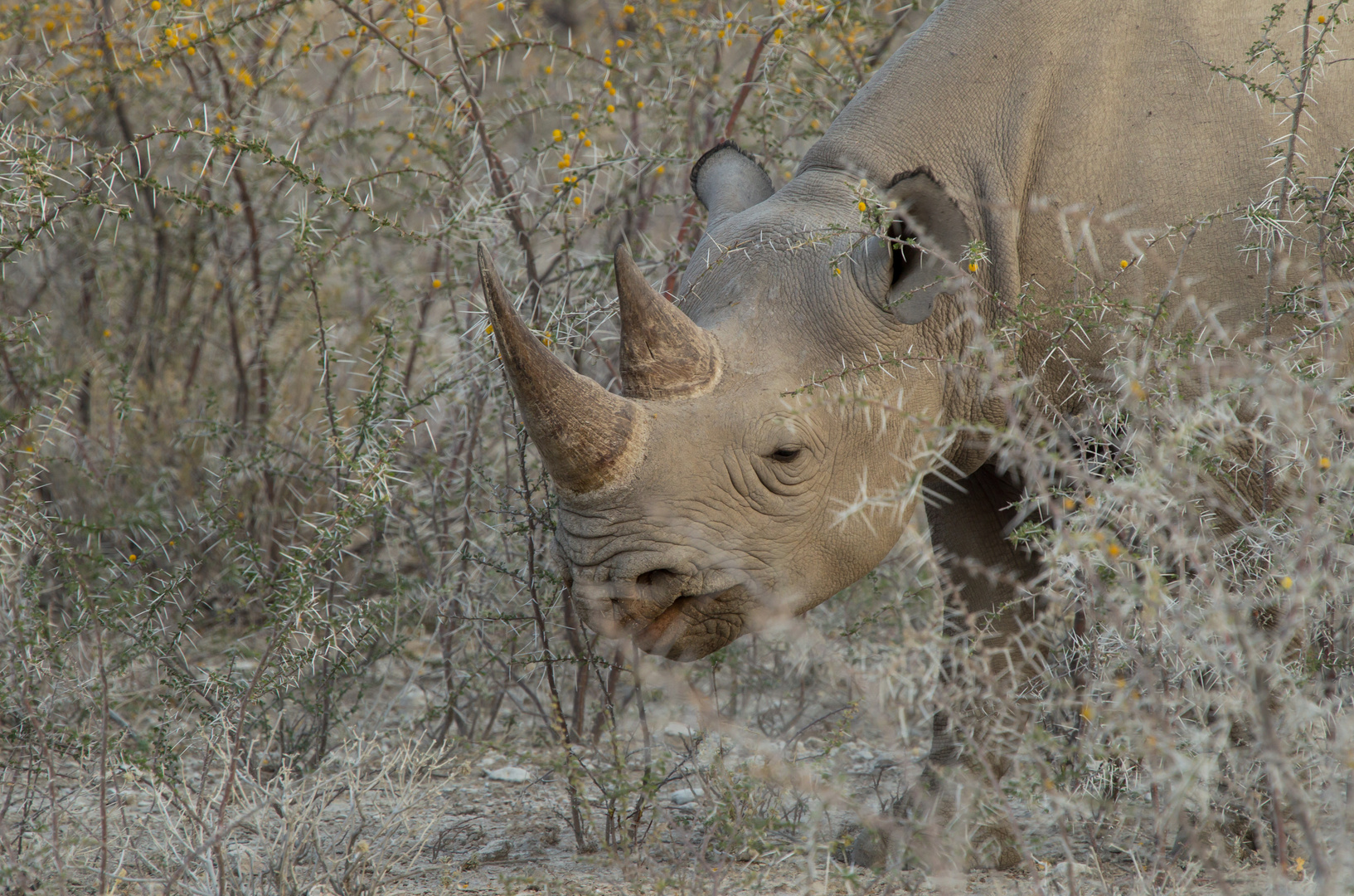 Freundliches Rhino...