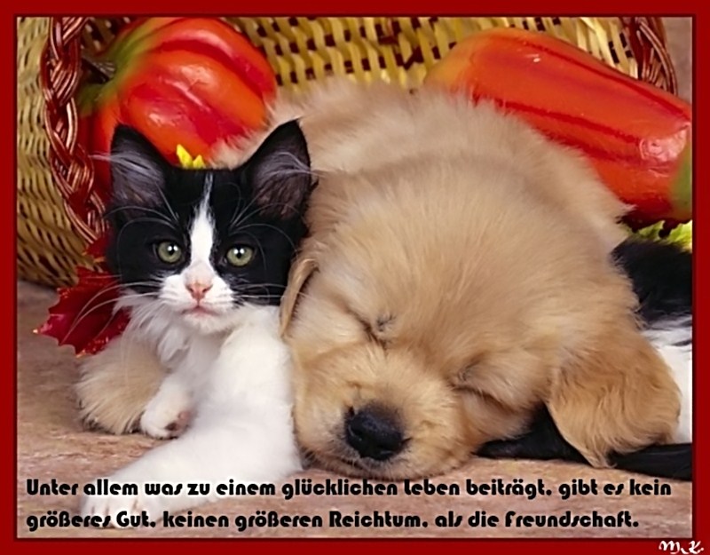 Freundschaft