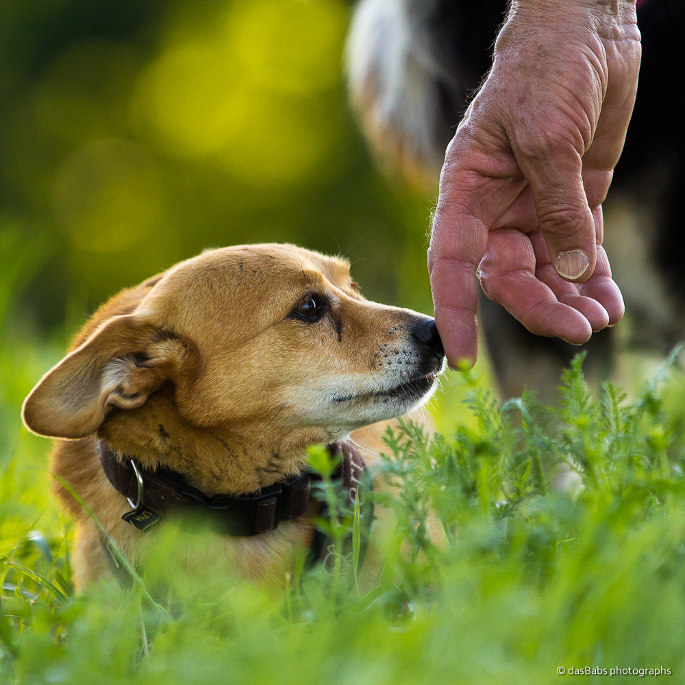 Freundschaft Foto & Bild tiere, tier und mensch, hund Bilder auf