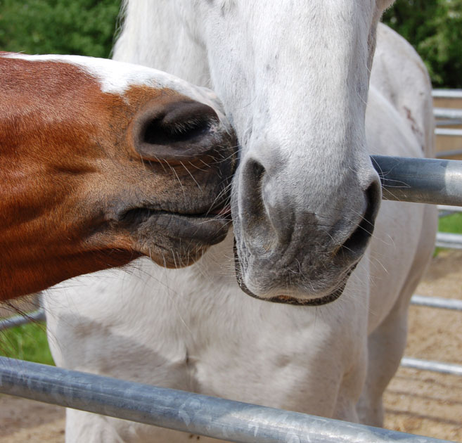 Freundschaft