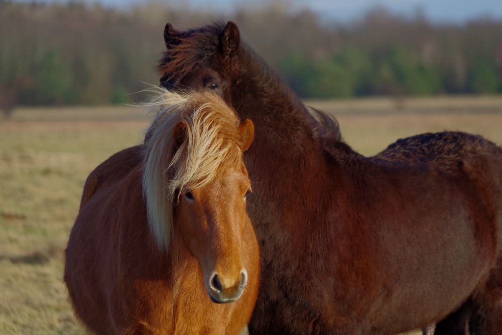 Freundschaft